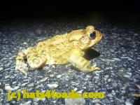 /home//u458753944/public_html/sourcegallery//Roxborough Toad Detour/2013-2019/2014/2014-04-07/P1140902.JPG